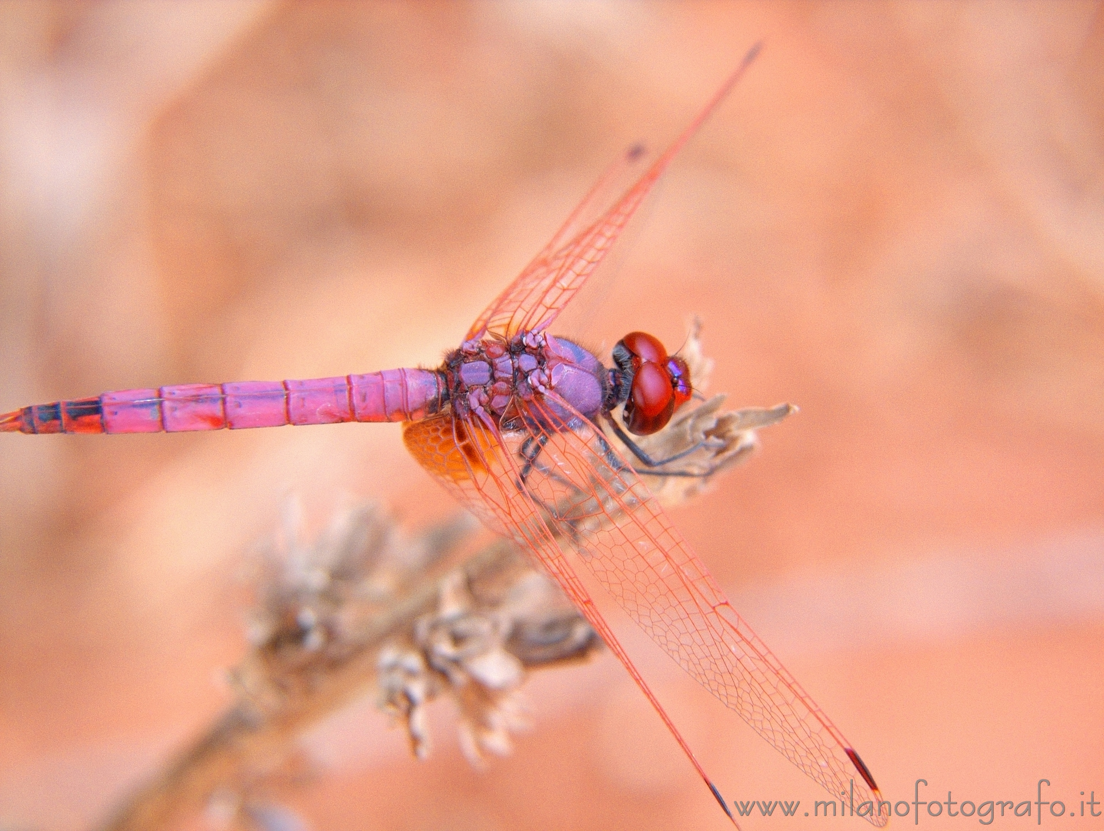 Otranto (Lecce, Italy) - Male Trithemis annulata